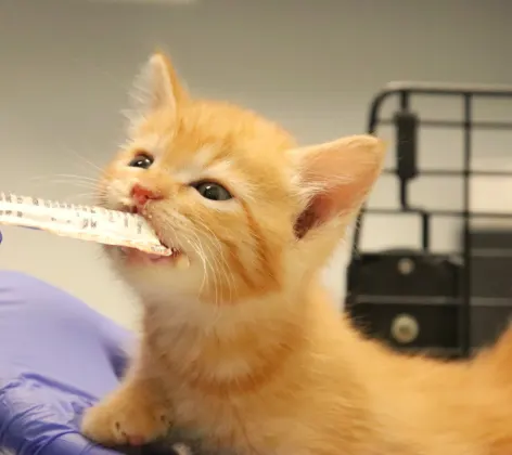 Tiny kitten at the vet.